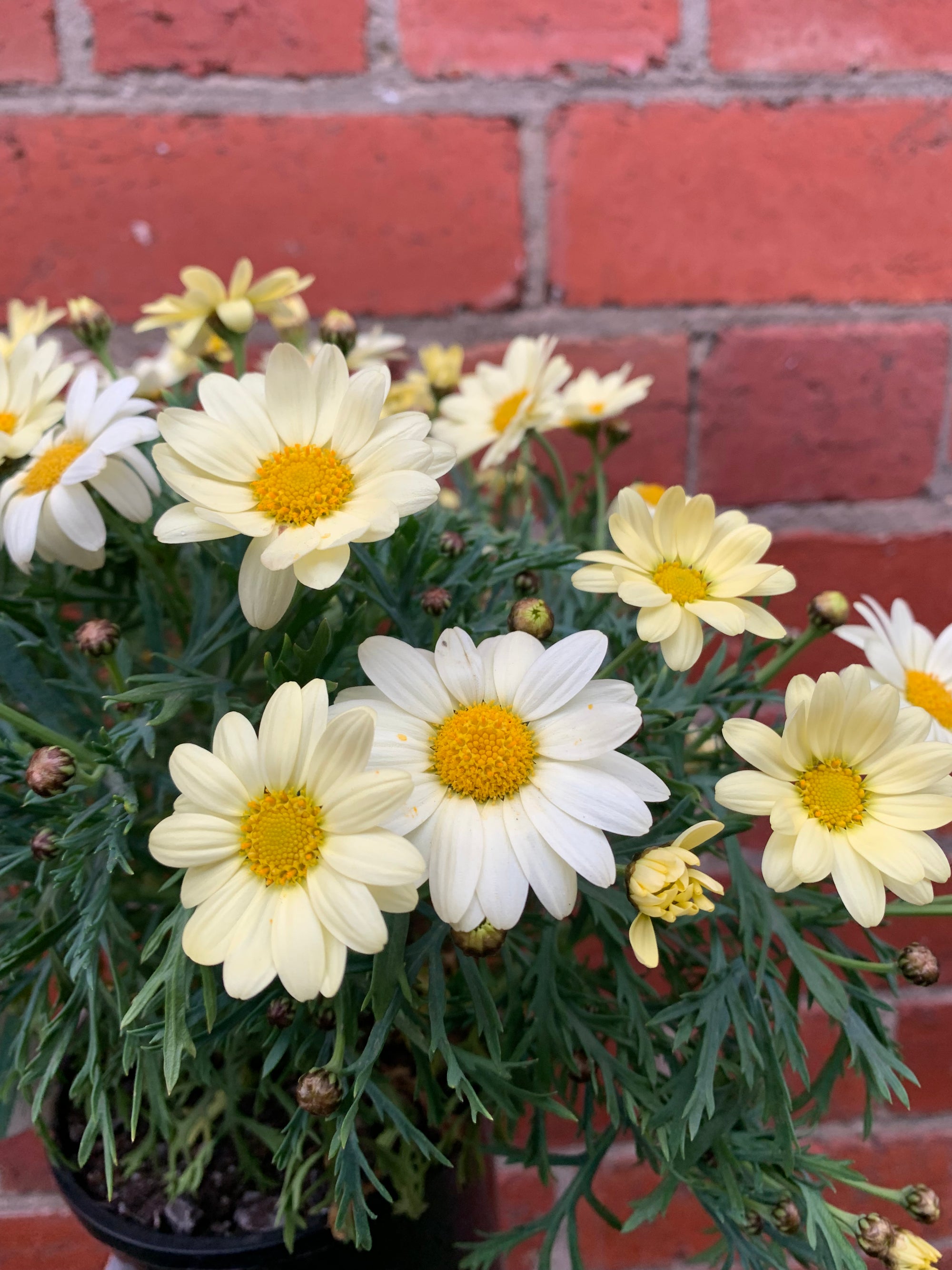 Argranthemum Lemon Pastel - 14cm pot
