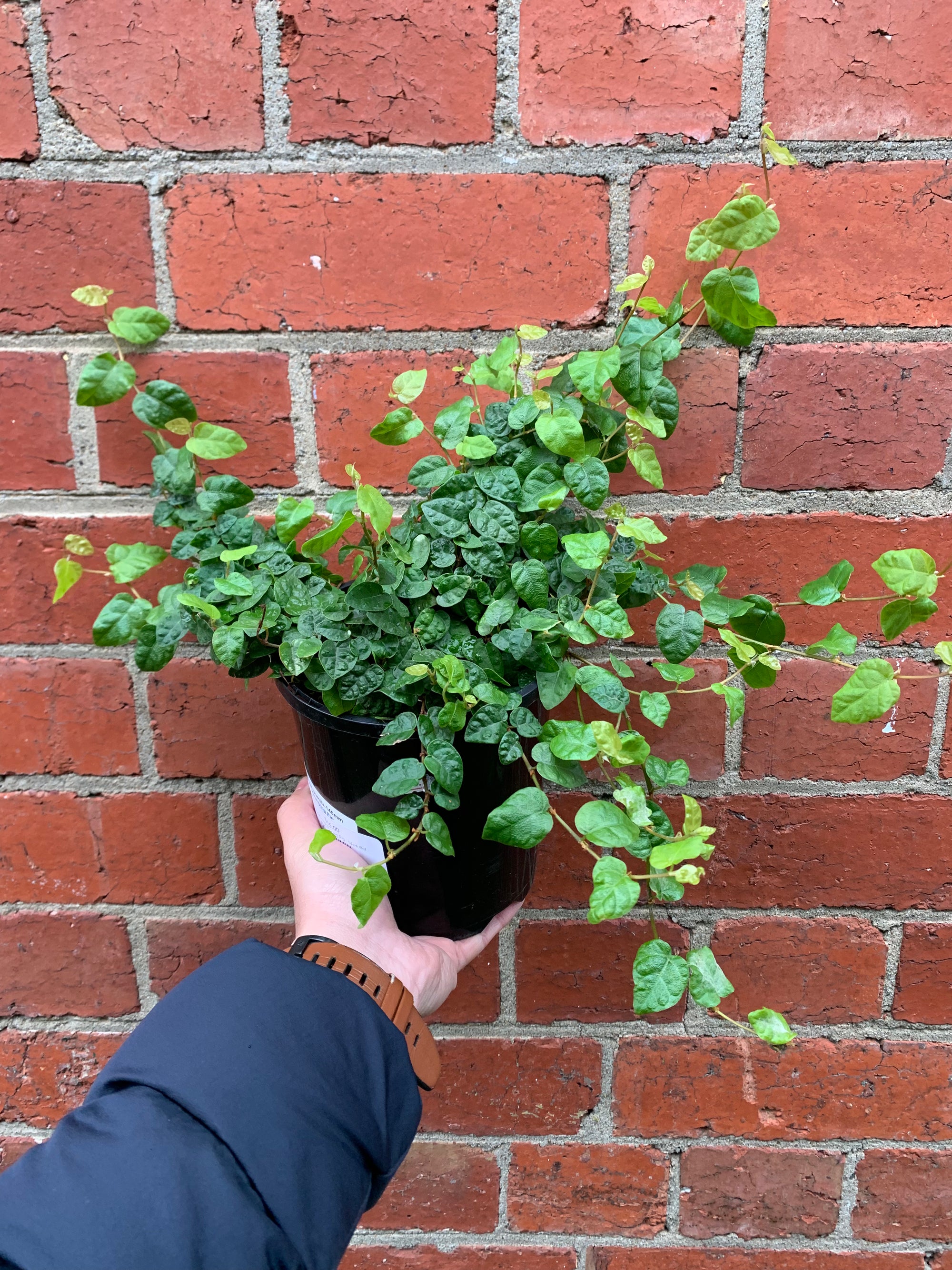 Ficus Pumila Climbing Fig - 14cm Pot
