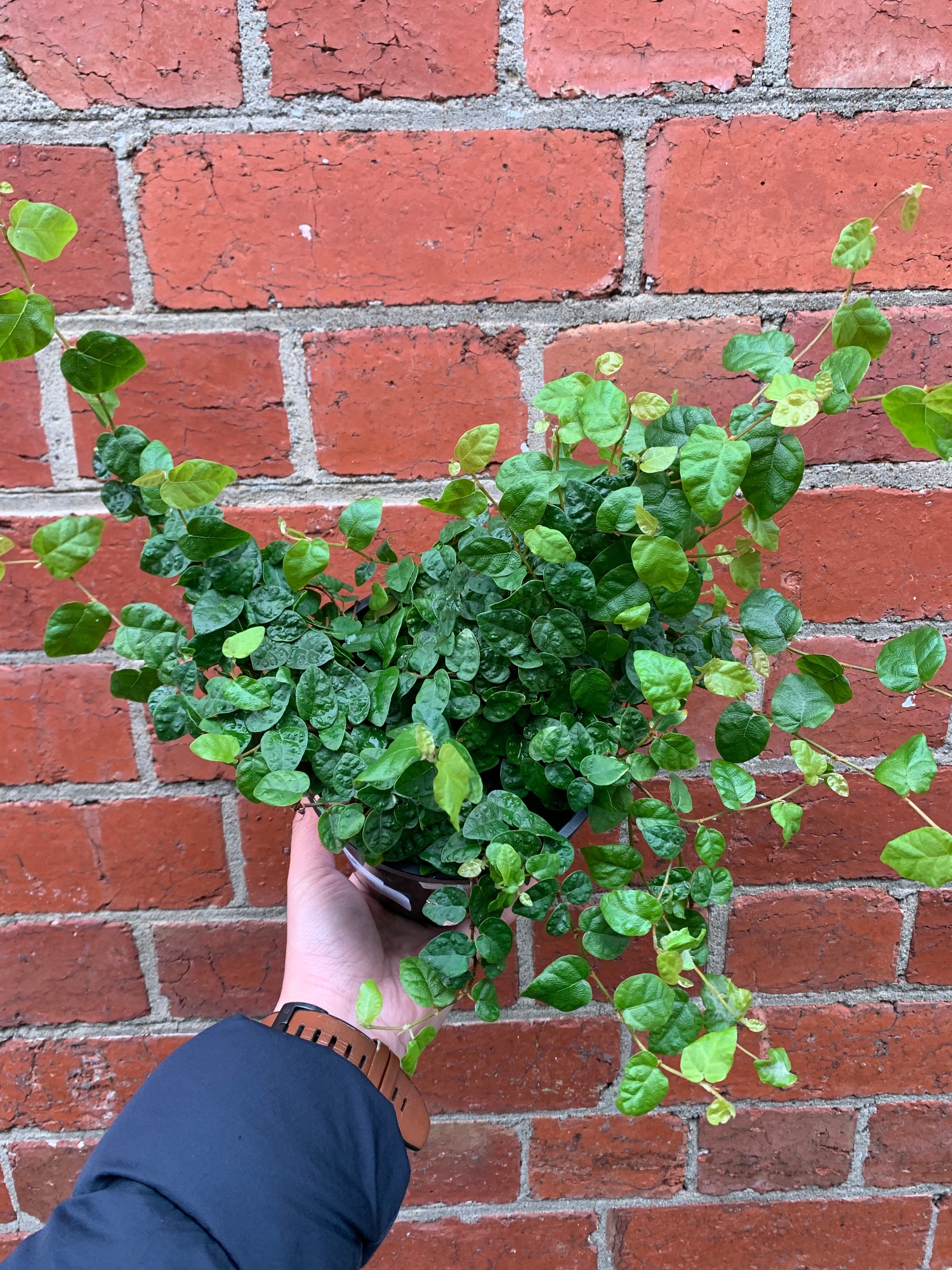 Ficus Pumila Climbing Fig - 14cm Pot