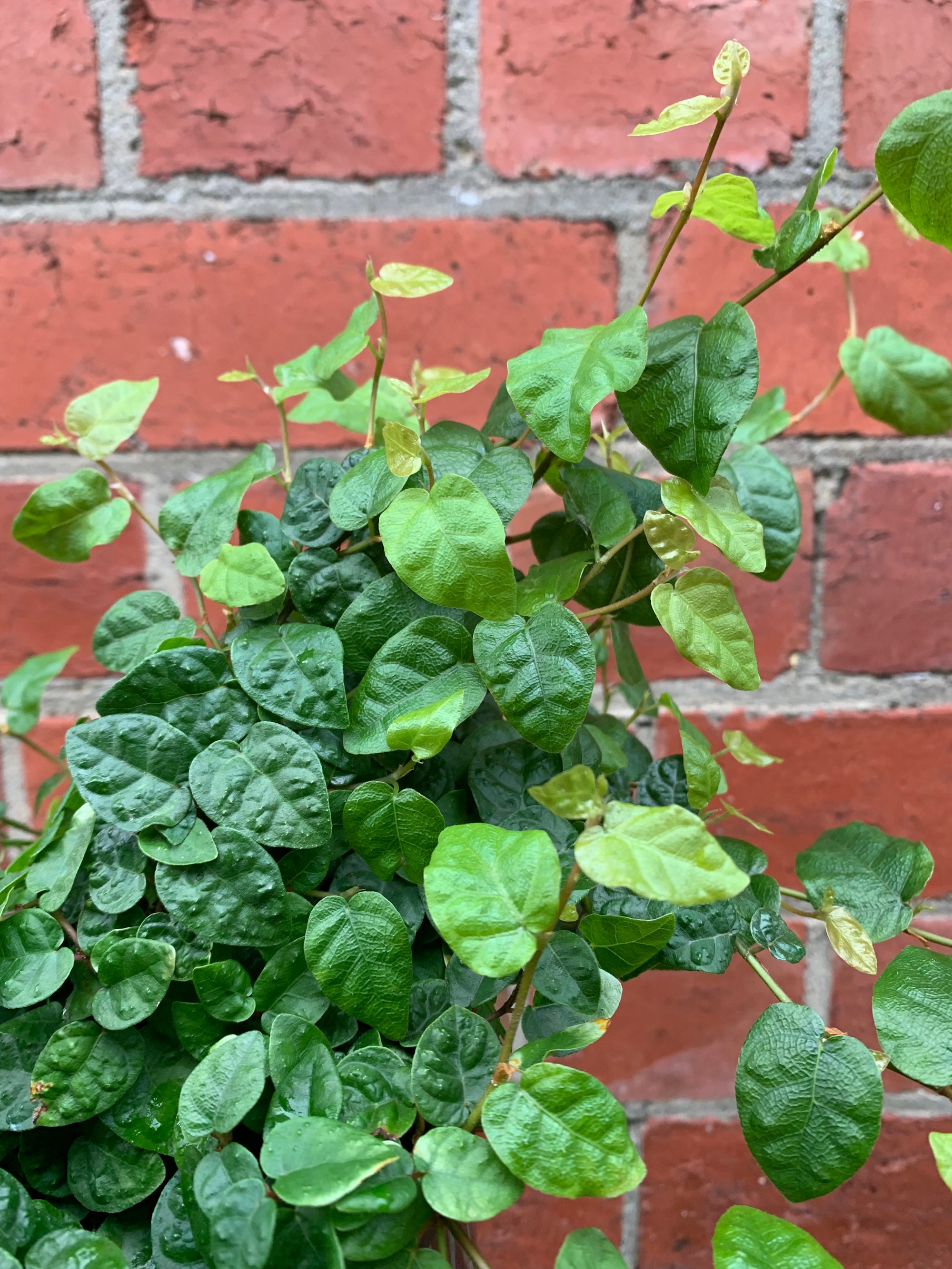 Ficus Pumila Climbing Fig - 14cm Pot