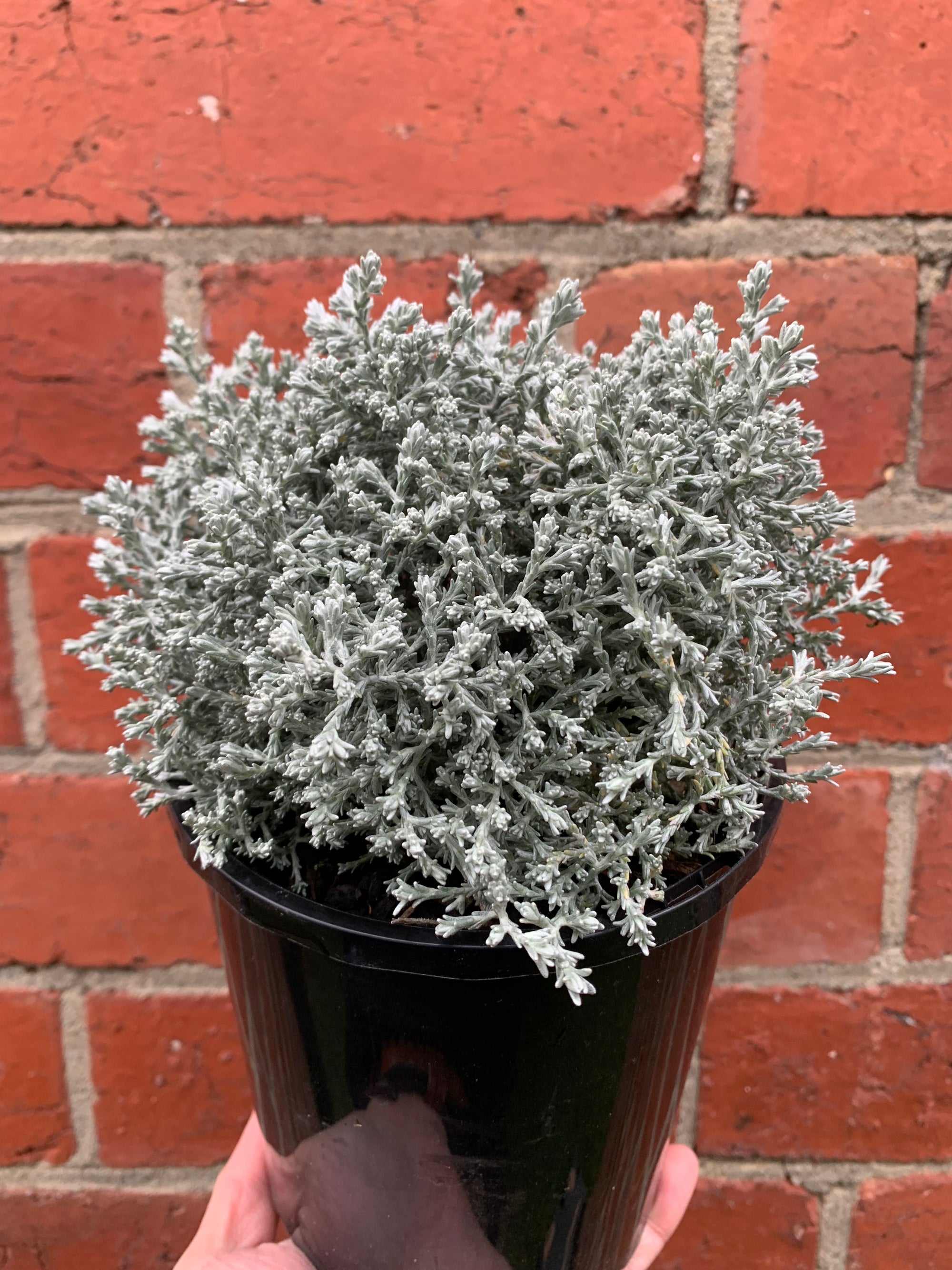 Leucophyta Silver Nugget - Cushion Bush - 14cm pot