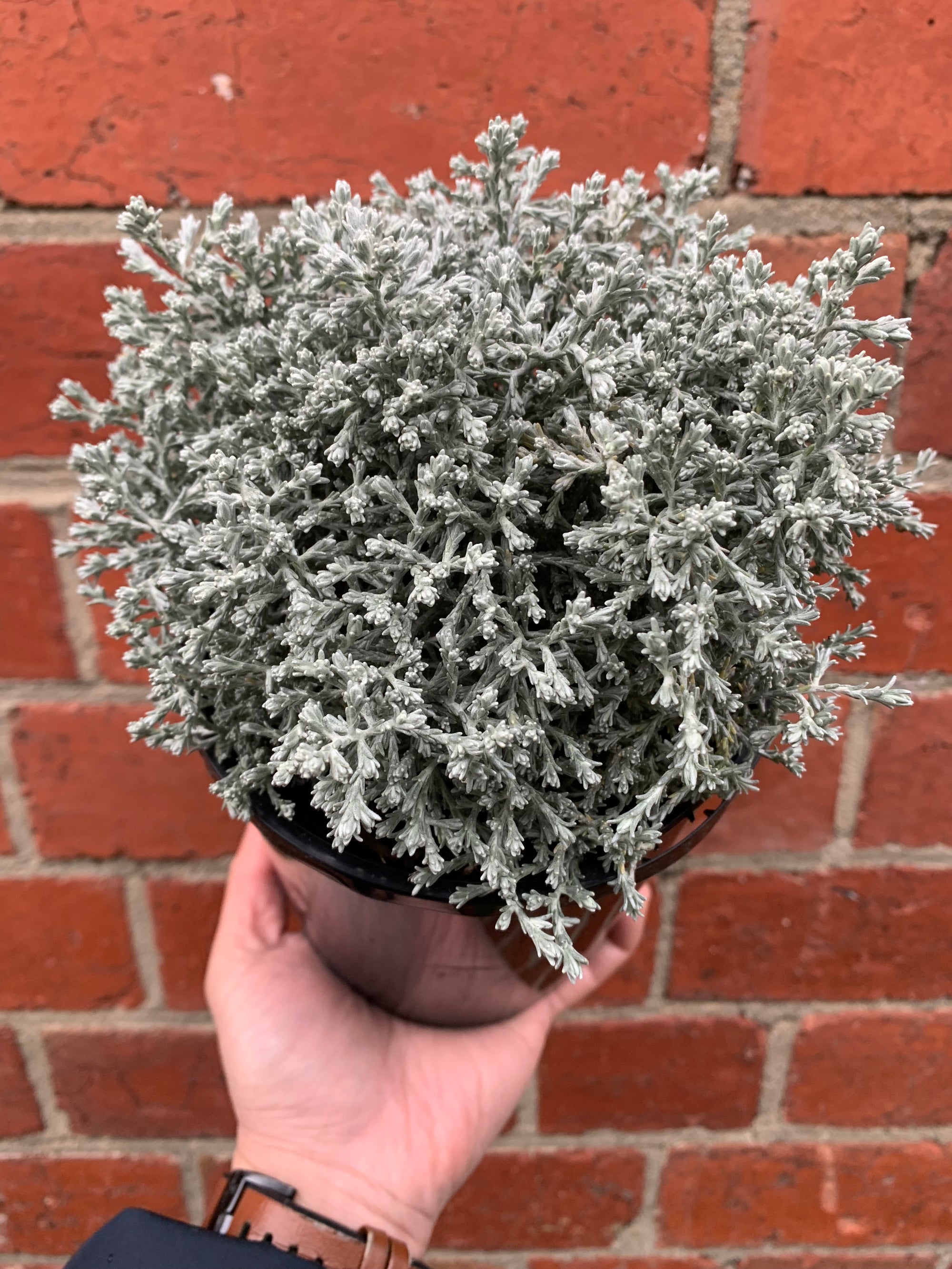 Leucophyta Silver Nugget - Cushion Bush - 14cm pot