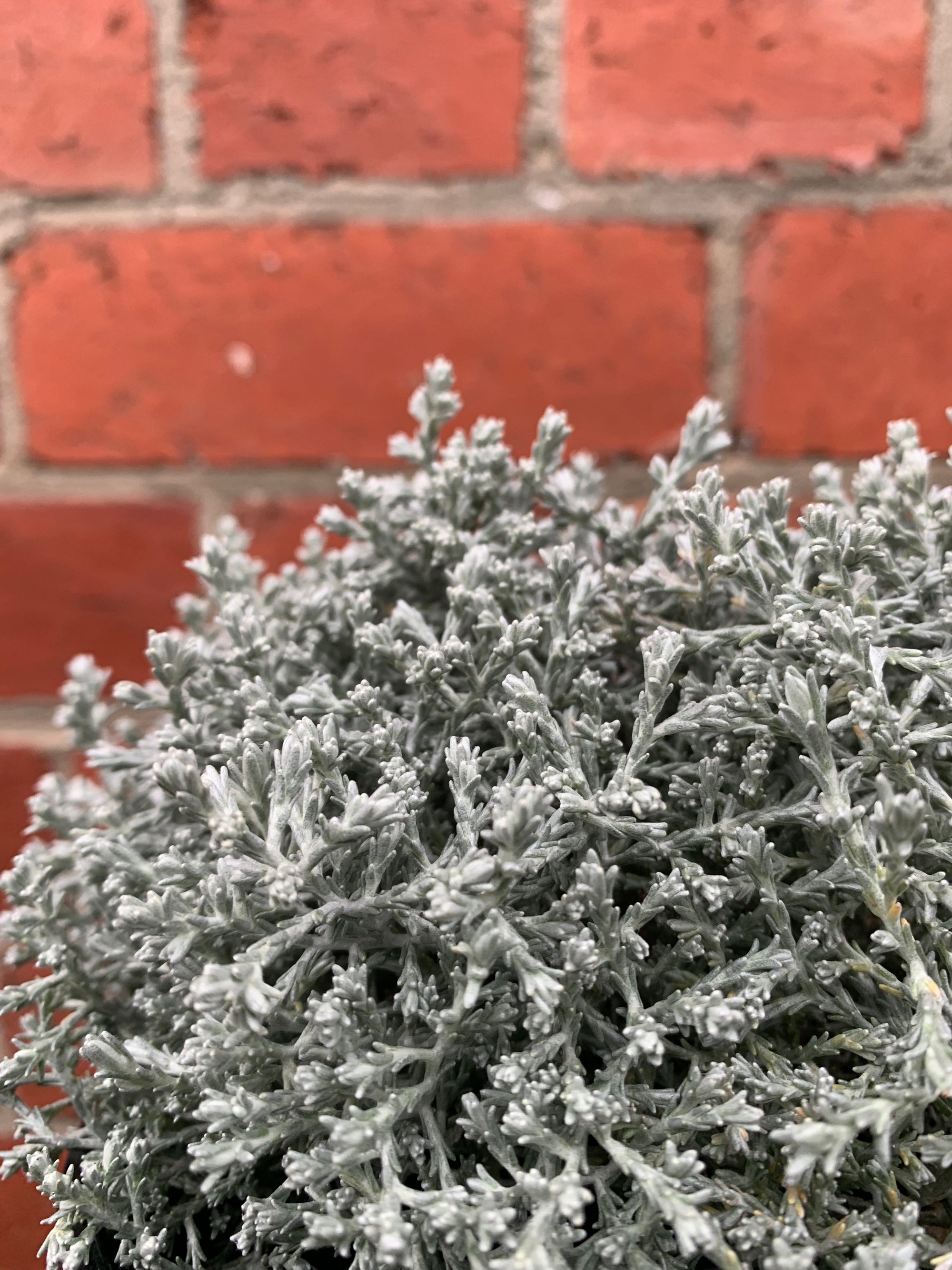 Leucophyta Silver Nugget - Cushion Bush - 14cm pot
