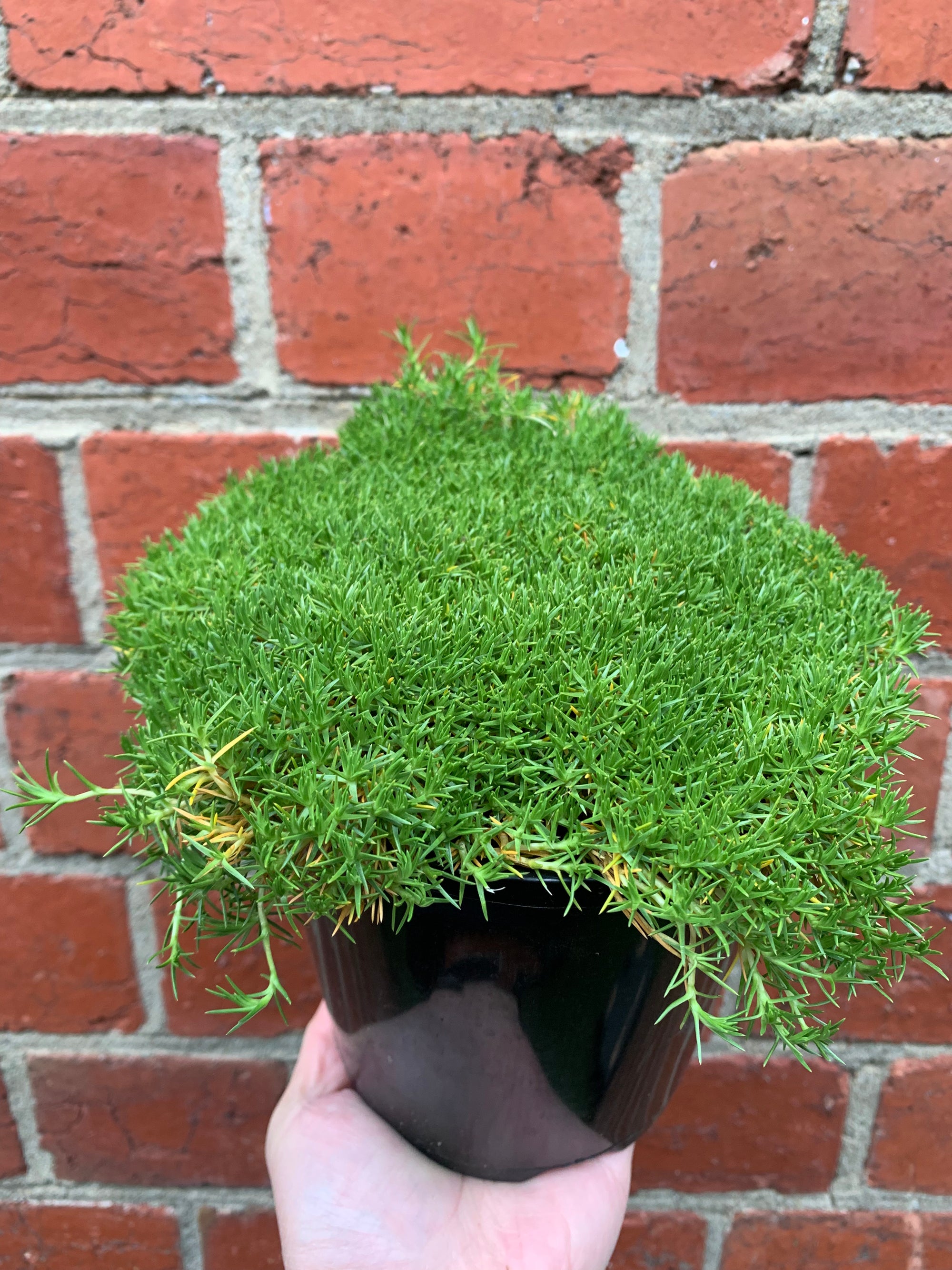 Scleranthus Biflorus Knawei - 14cm pot