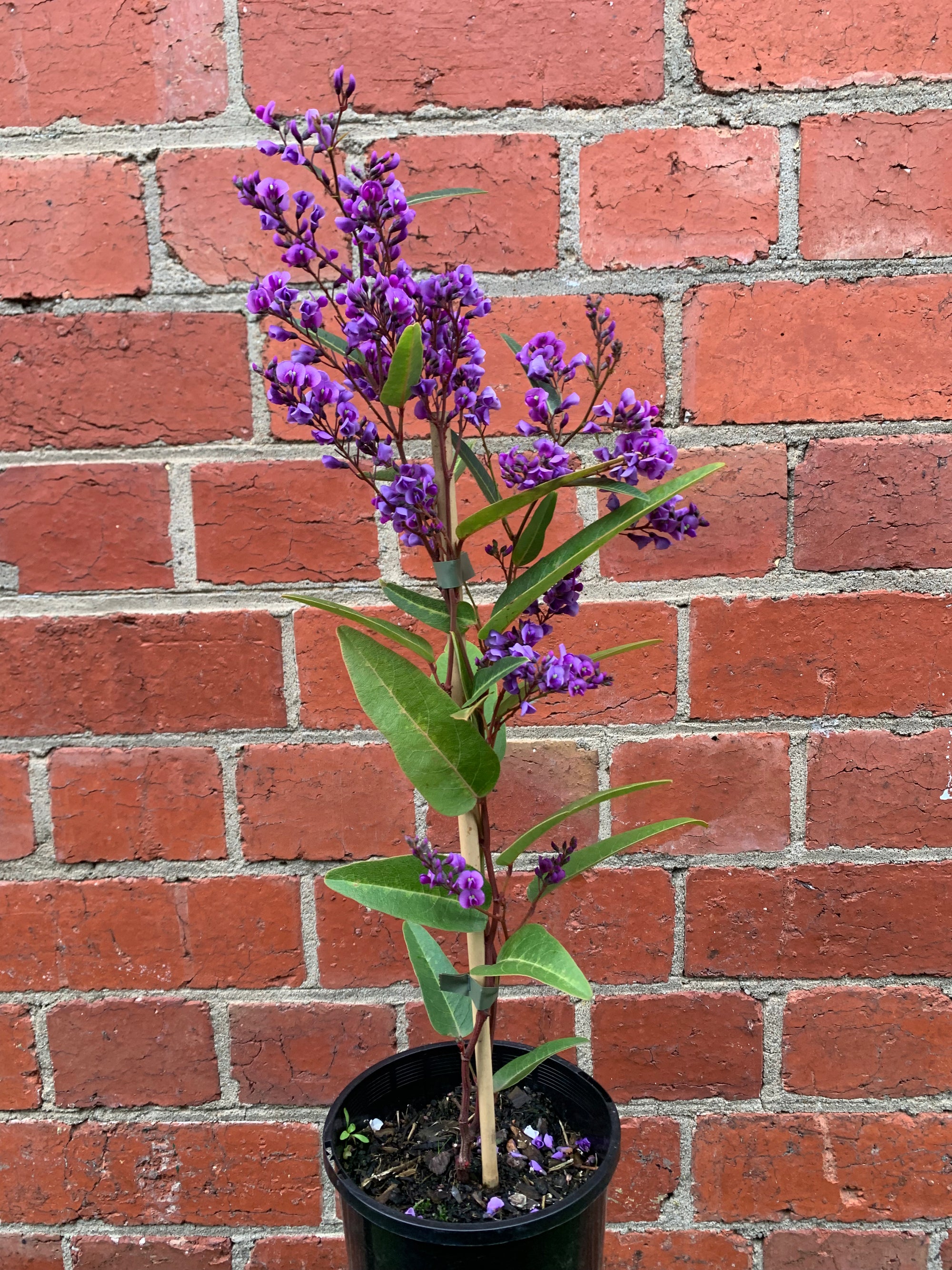 Hardenbergia violacea Happy Wanderer - False Sarsaparilla - 14cm pot