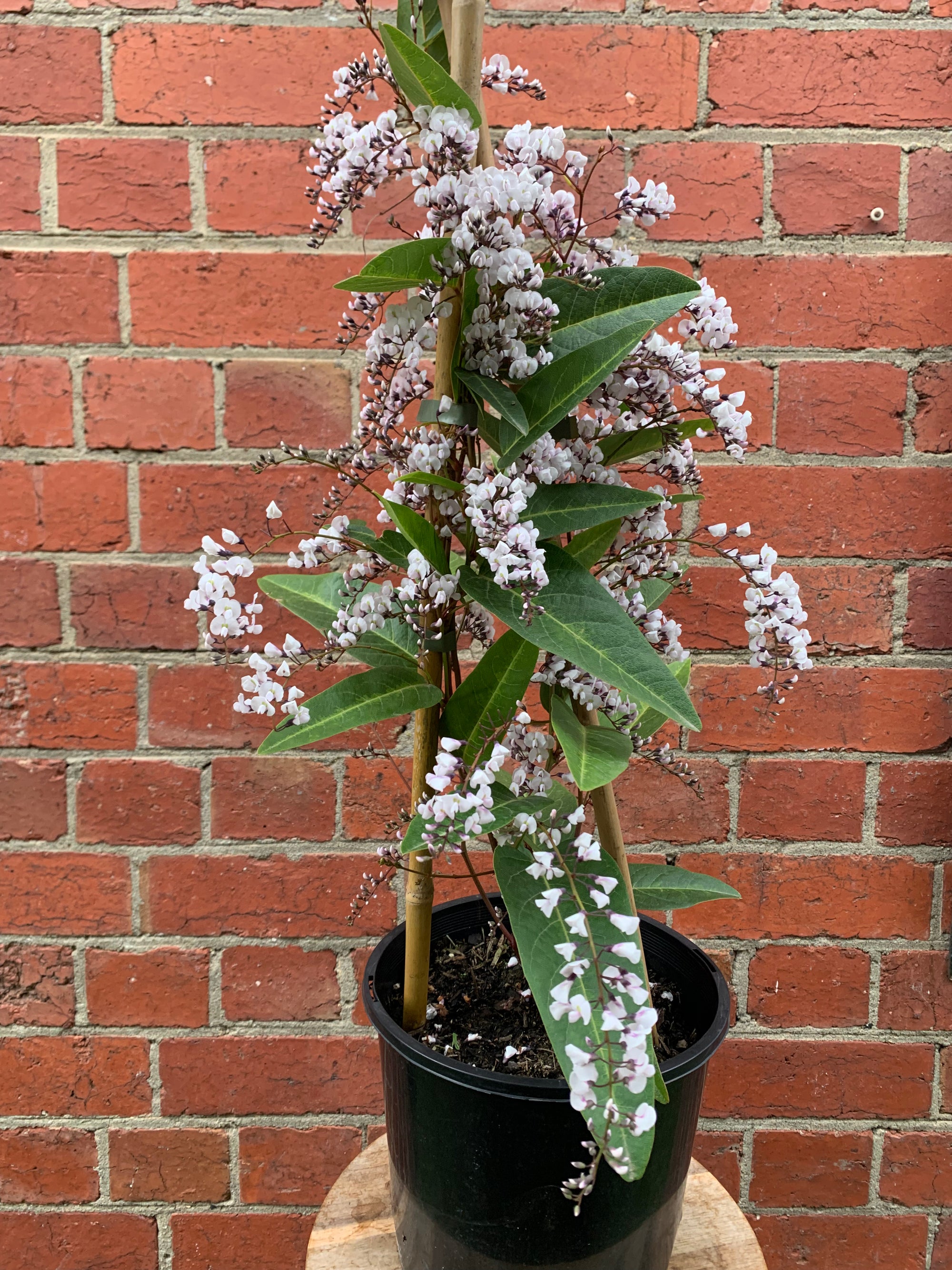 Hardenbergia violacea &#39;Free and Easy&#39; - White Happy Wanderer - 20cm pot