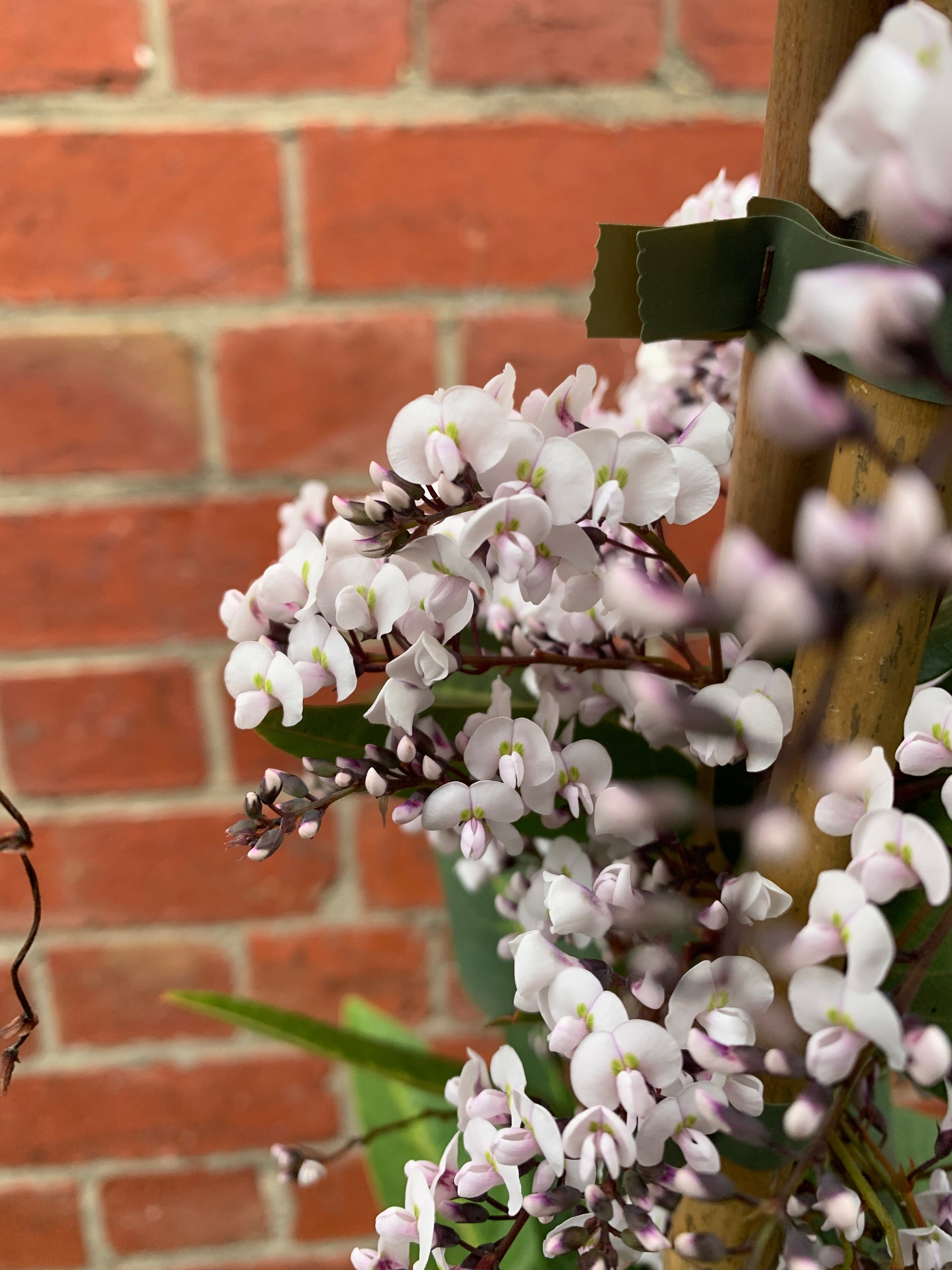 Hardenbergia violacea &#39;Free and Easy&#39; - White Happy Wanderer - 20cm pot