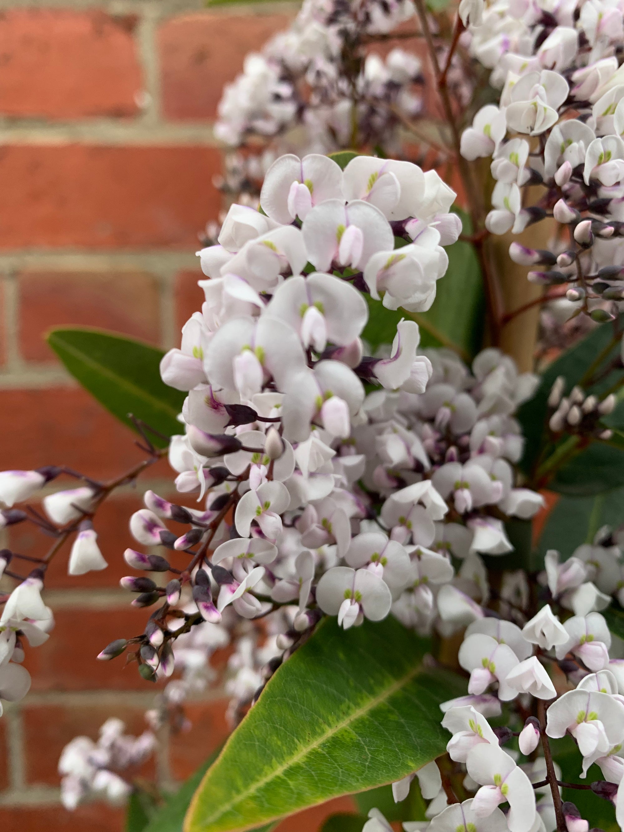 Hardenbergia violacea &#39;Free and Easy&#39; - White Happy Wanderer - 20cm pot