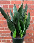 Sansevieria Whitney - 25cm Pot