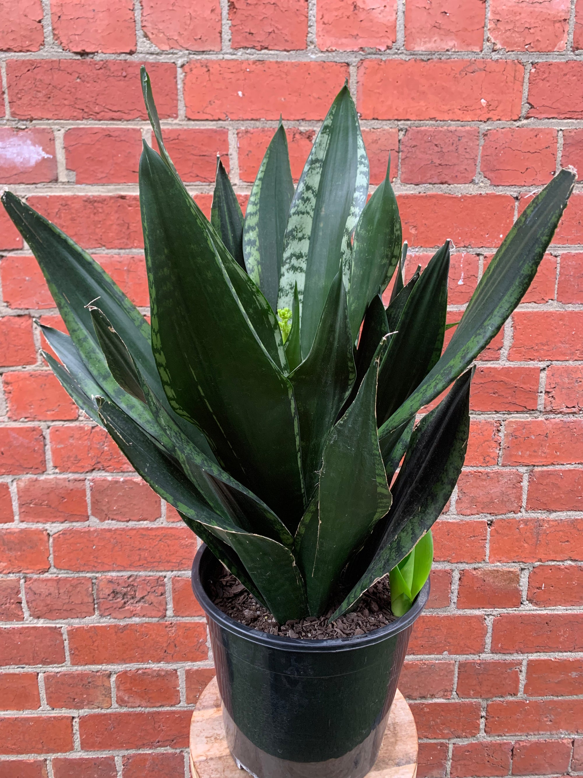 Sansevieria Whitney - 25cm Pot