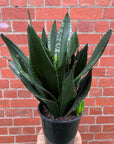Sansevieria Whitney - 25cm Pot