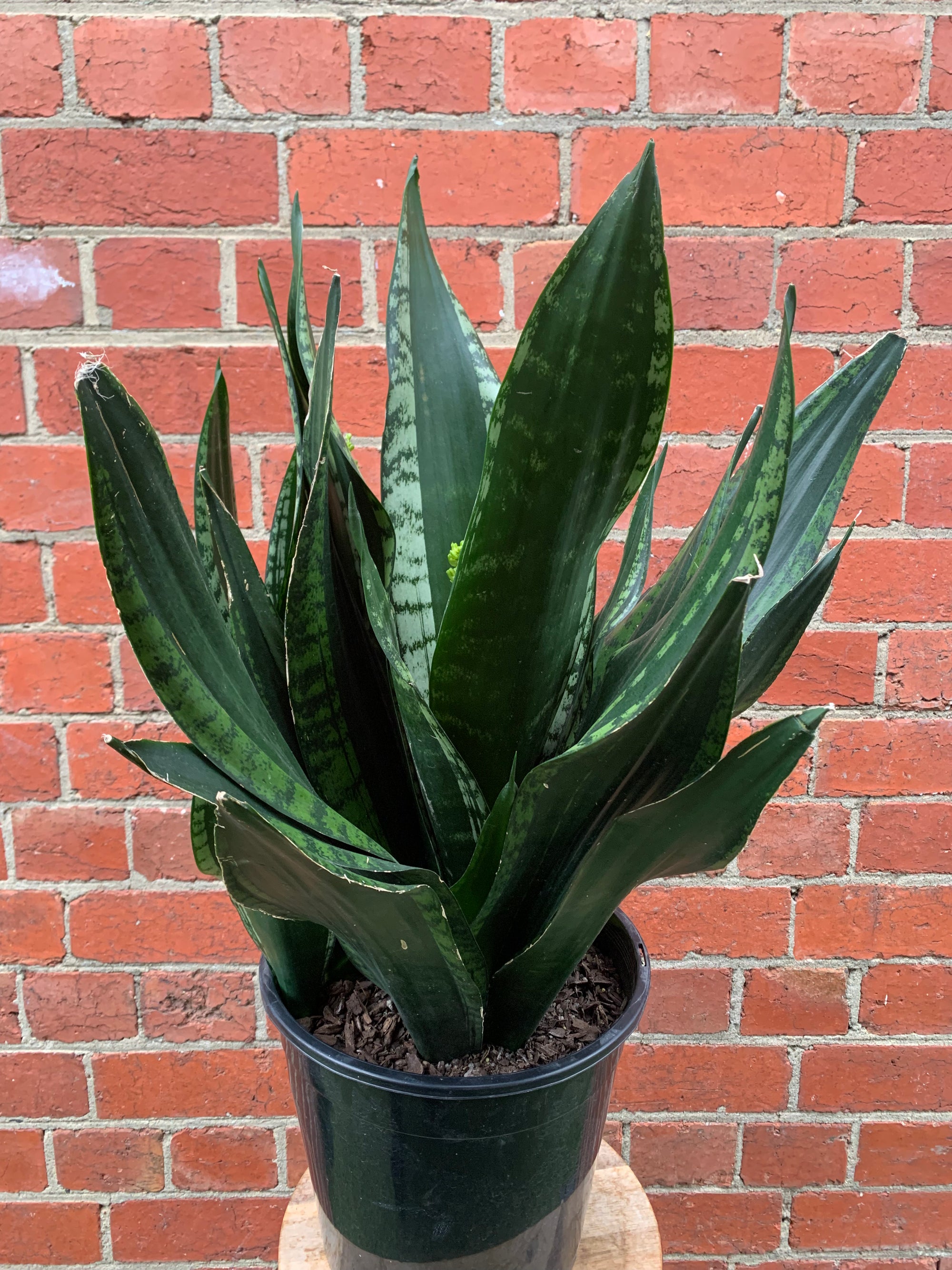 Sansevieria Whitney - 25cm Pot