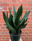 Sansevieria Whitney - 25cm Pot
