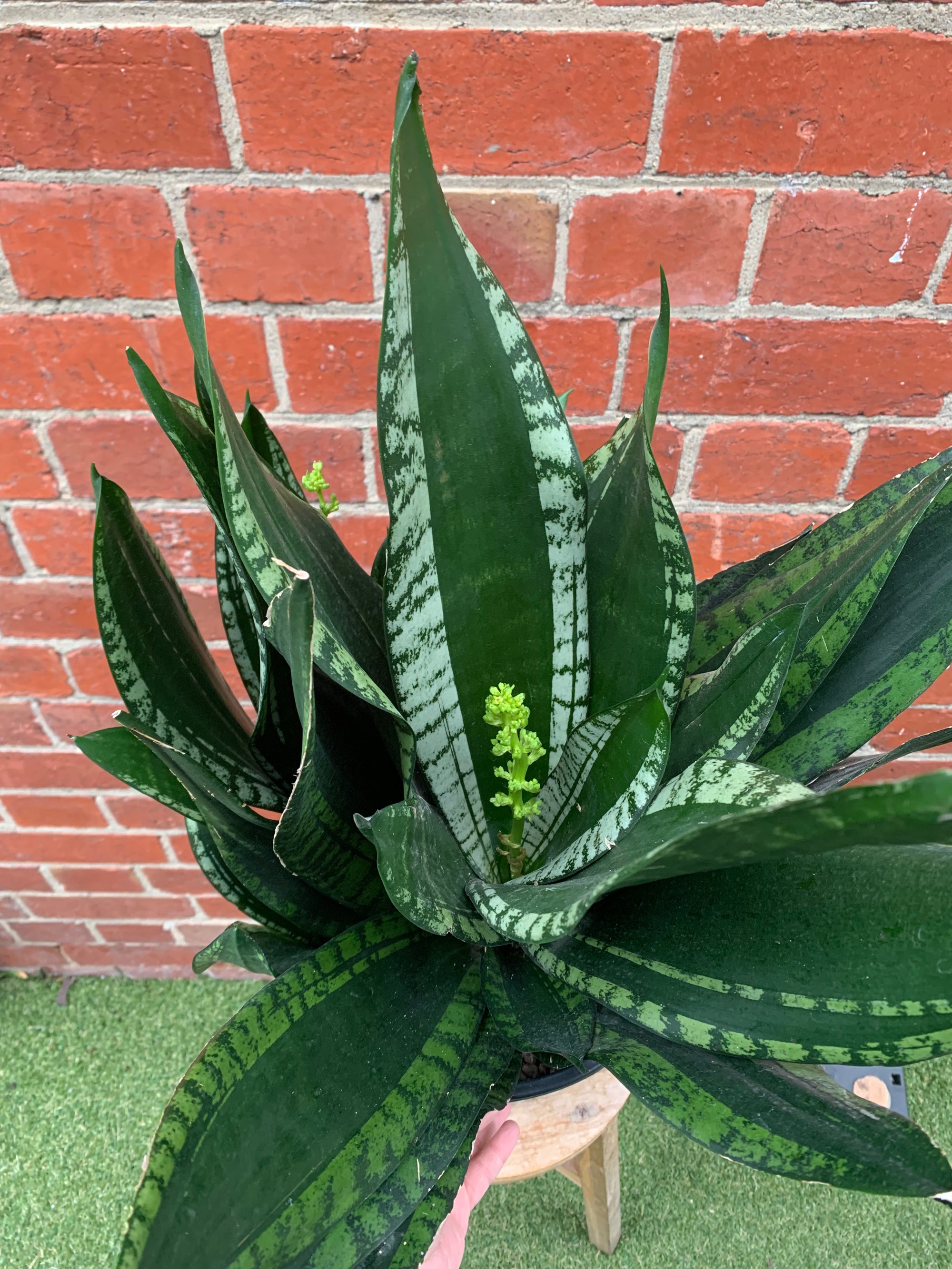 Sansevieria Whitney - 25cm Pot