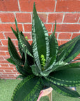 Sansevieria Whitney - 25cm Pot