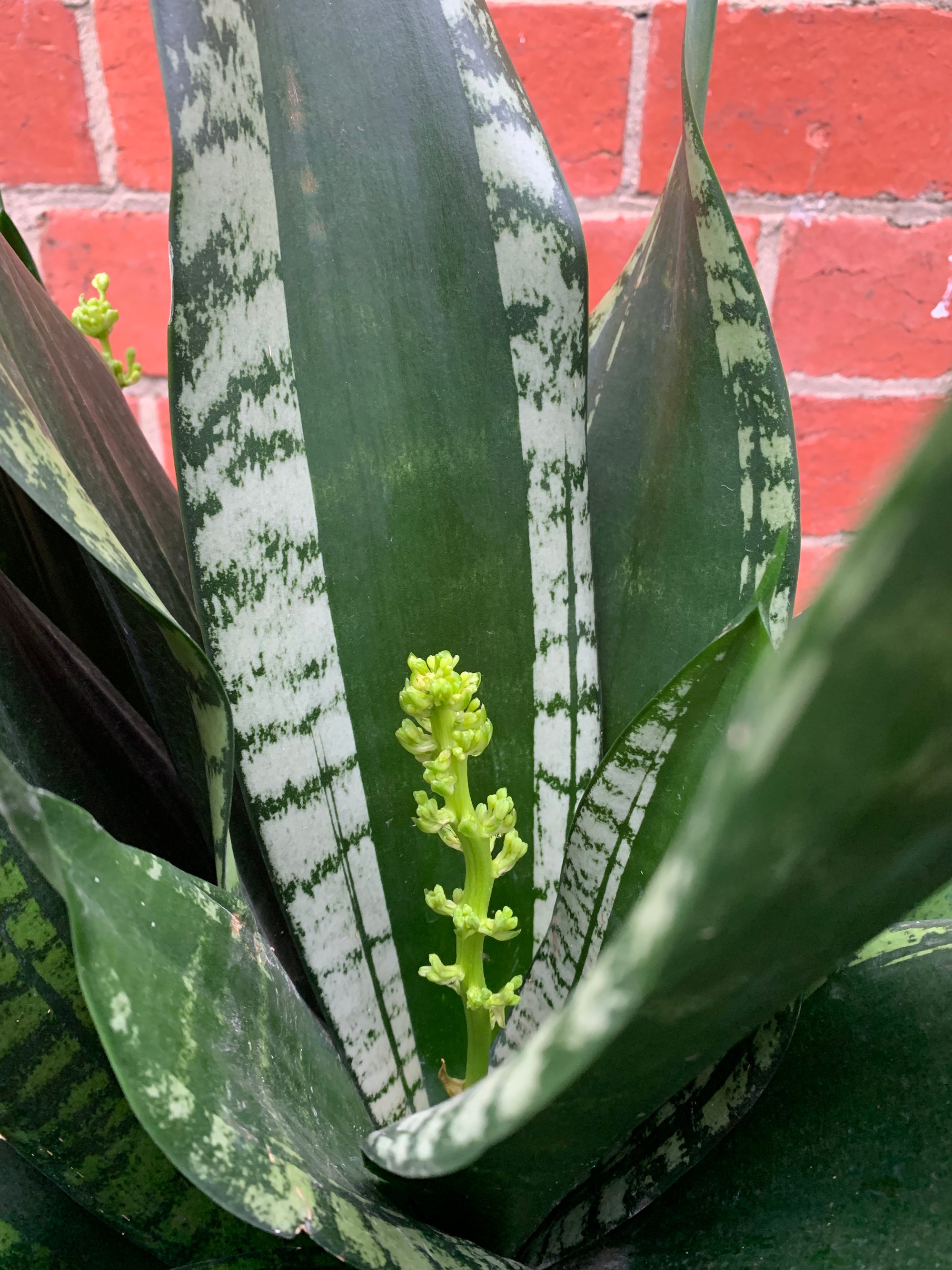 Sansevieria Whitney - 25cm Pot