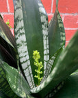 Sansevieria Whitney - 25cm Pot