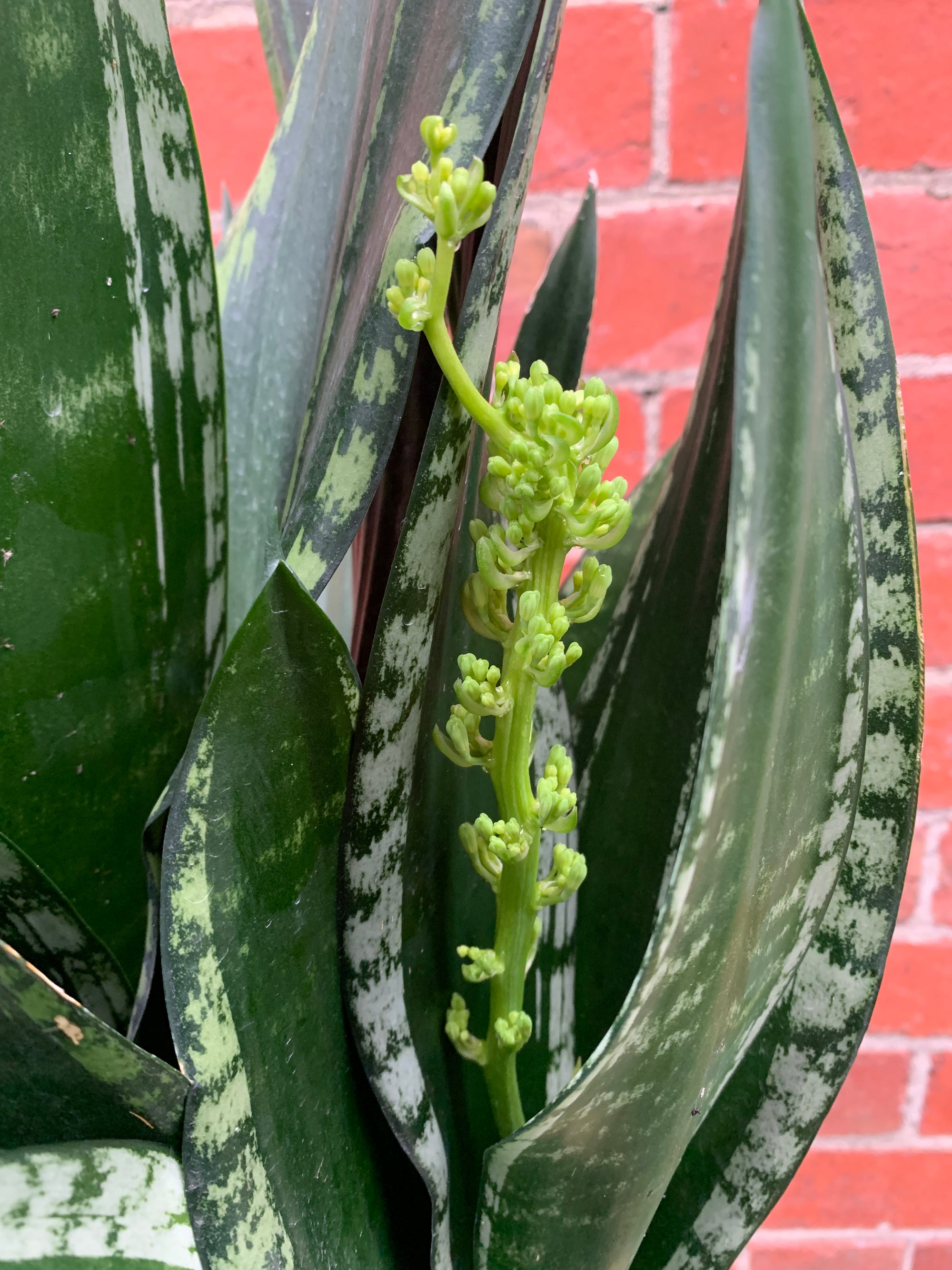 Sansevieria Whitney - 25cm Pot