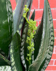 Sansevieria Whitney - 25cm Pot