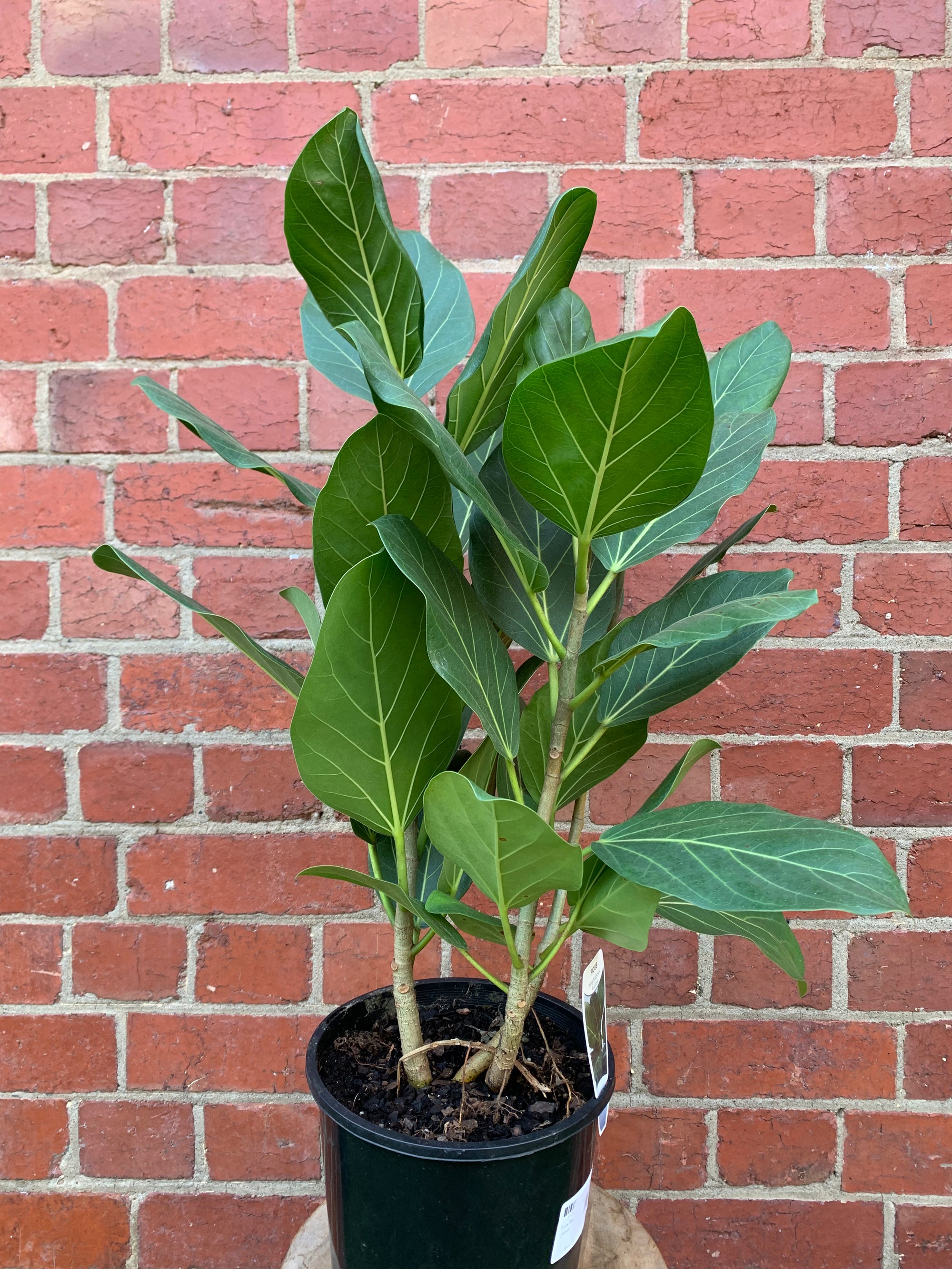 Ficus Benghalensis Audrey - 20cm Pot