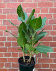 Ficus Benghalensis Audrey - 20cm Pot