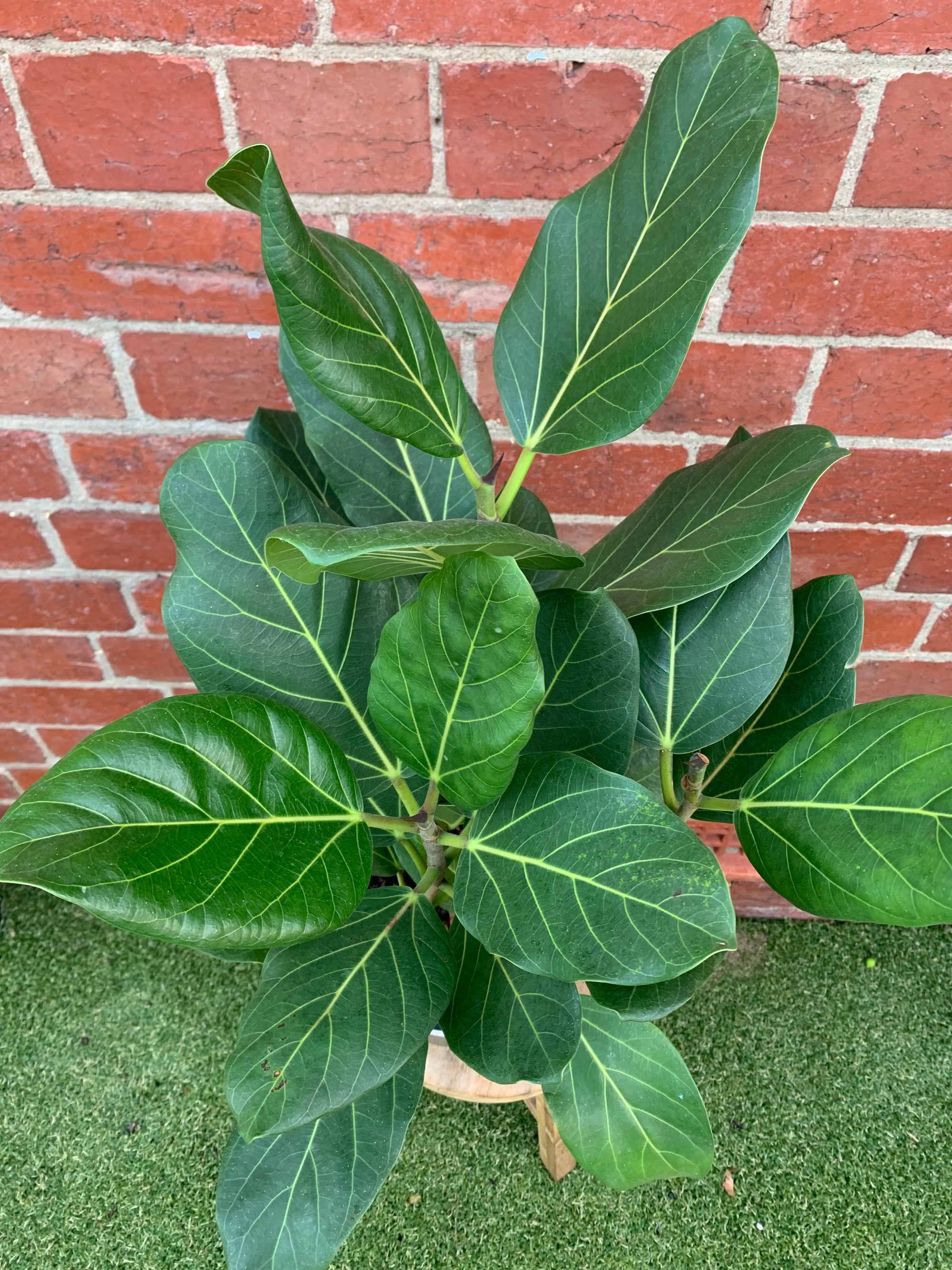Ficus Benghalensis Audrey - 20cm Pot