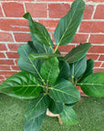 Ficus Benghalensis Audrey - 20cm Pot