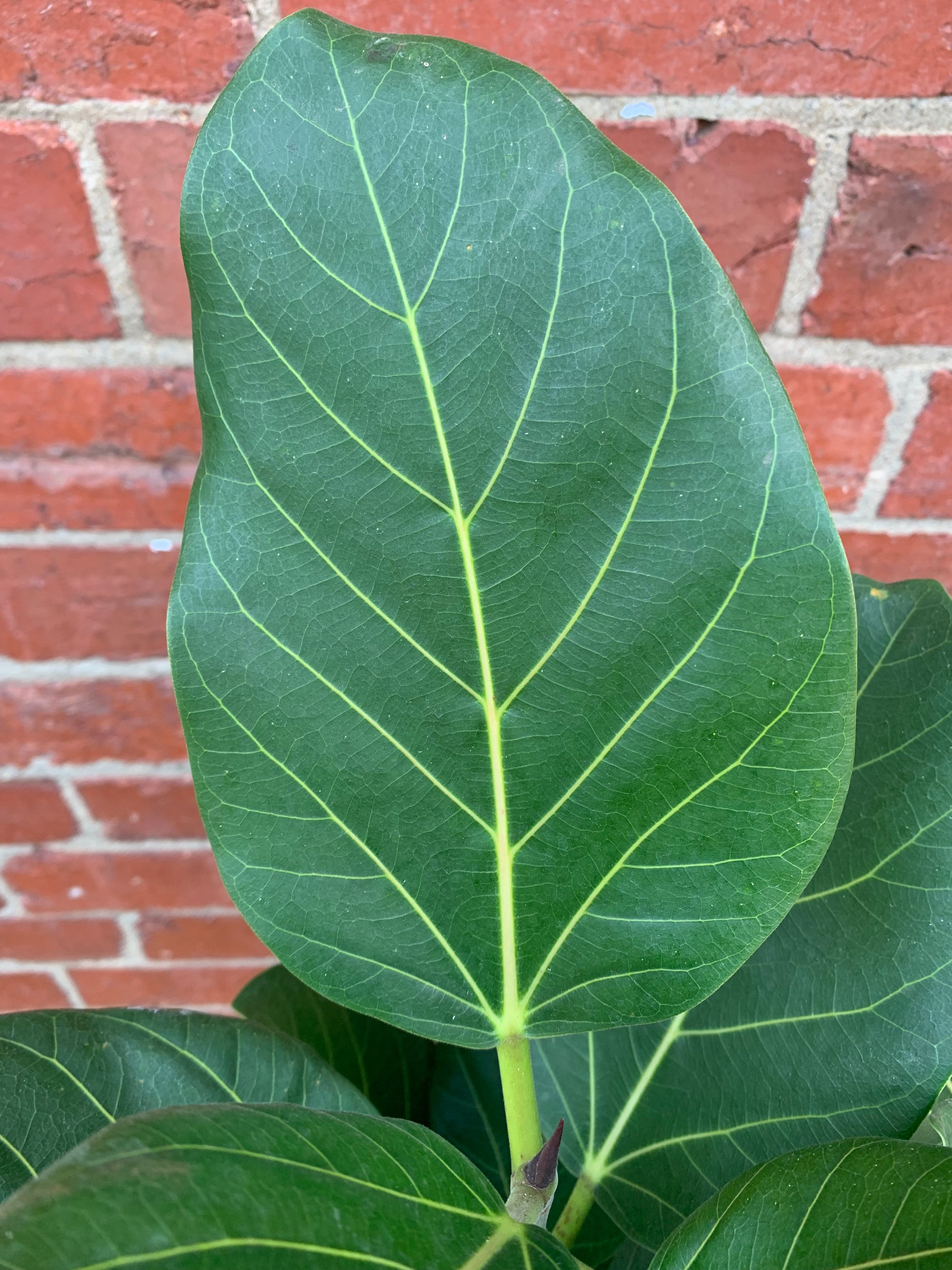 Ficus Benghalensis Audrey - 20cm Pot