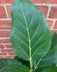 Ficus Benghalensis Audrey - 20cm Pot