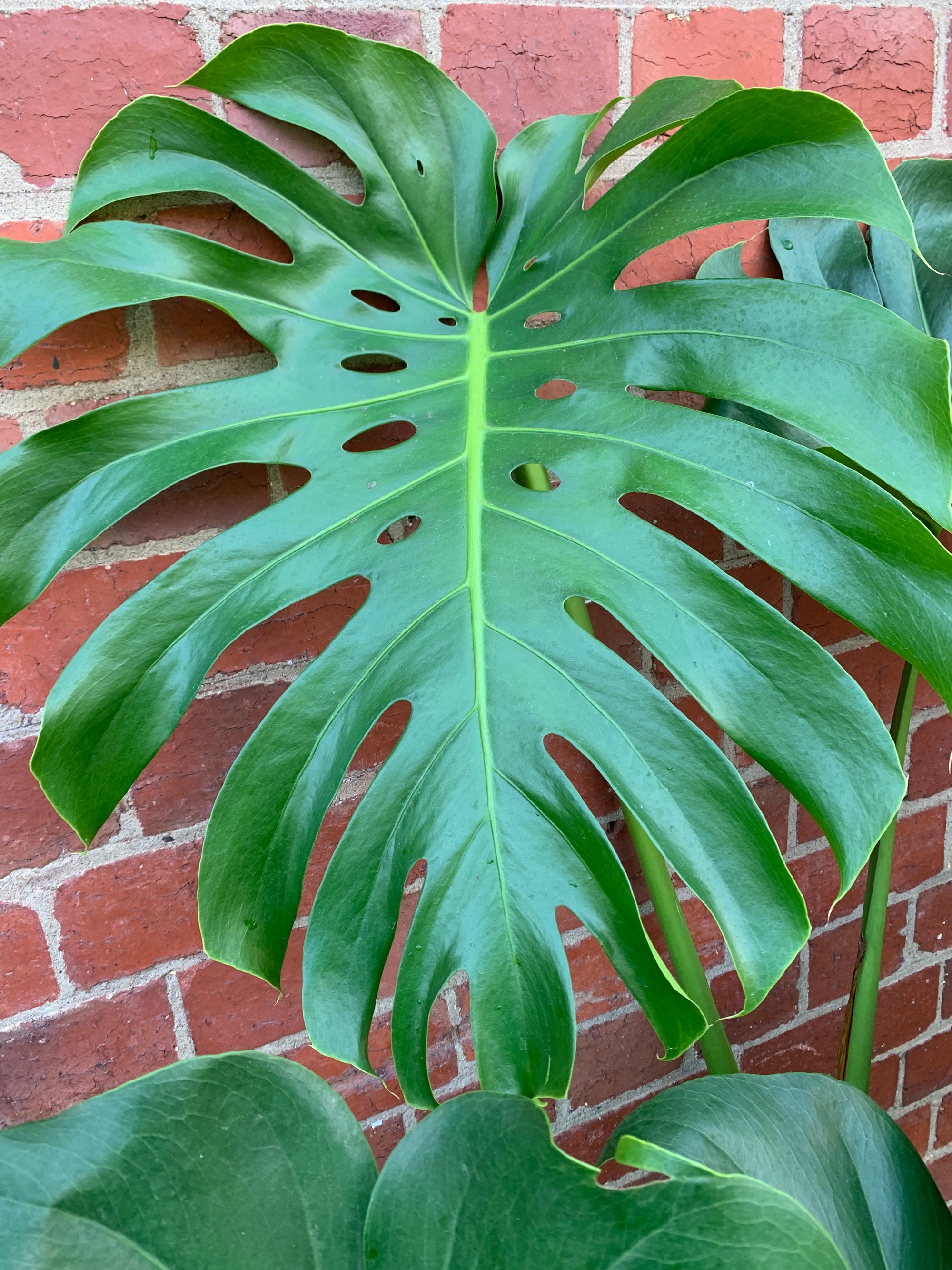 Monstera Deliciosa (Fruit Salad Plant) - 25cm Pot