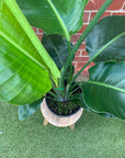 Strelitzia Nicolai - Bird of Paradise - 20cm Pot