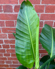 Strelitzia Nicolai - Bird of Paradise - 20cm Pot