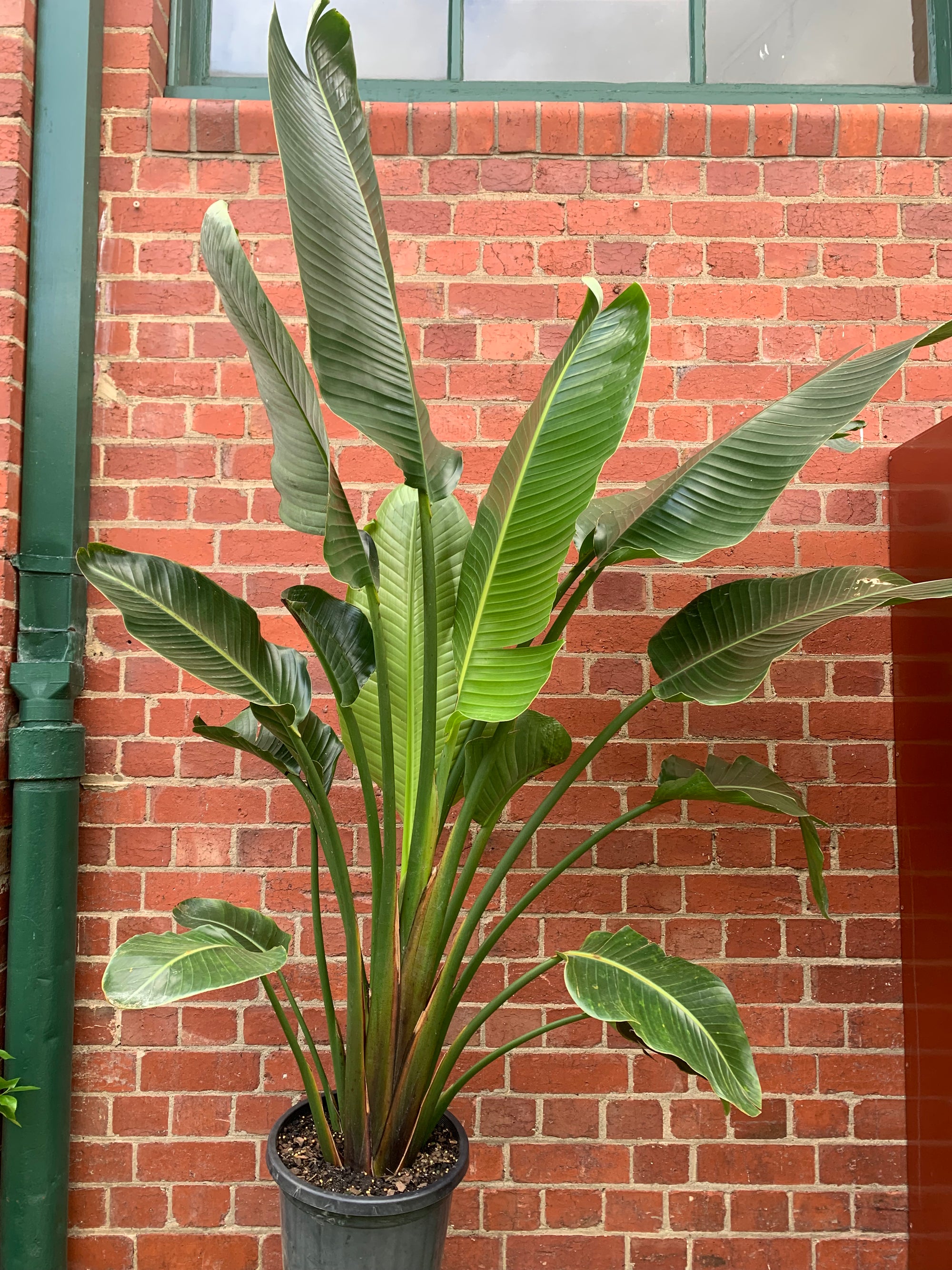 Bird of Paradise (Nicolai) - 30cm Pot