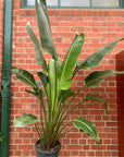 Bird of Paradise (Nicolai) - 30cm Pot