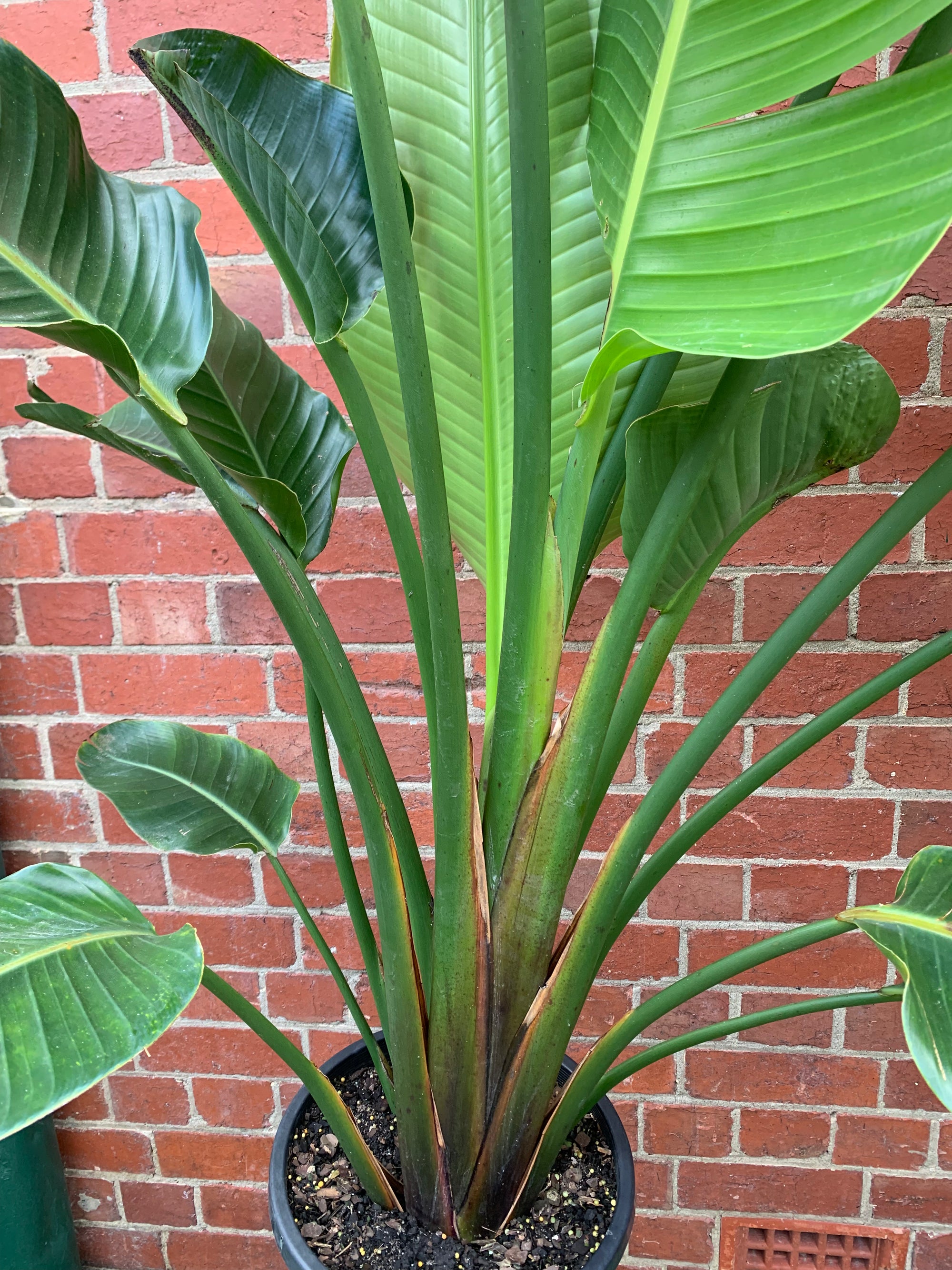 Bird of Paradise (Nicolai) - 30cm Pot