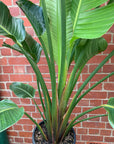 Bird of Paradise (Nicolai) - 30cm Pot