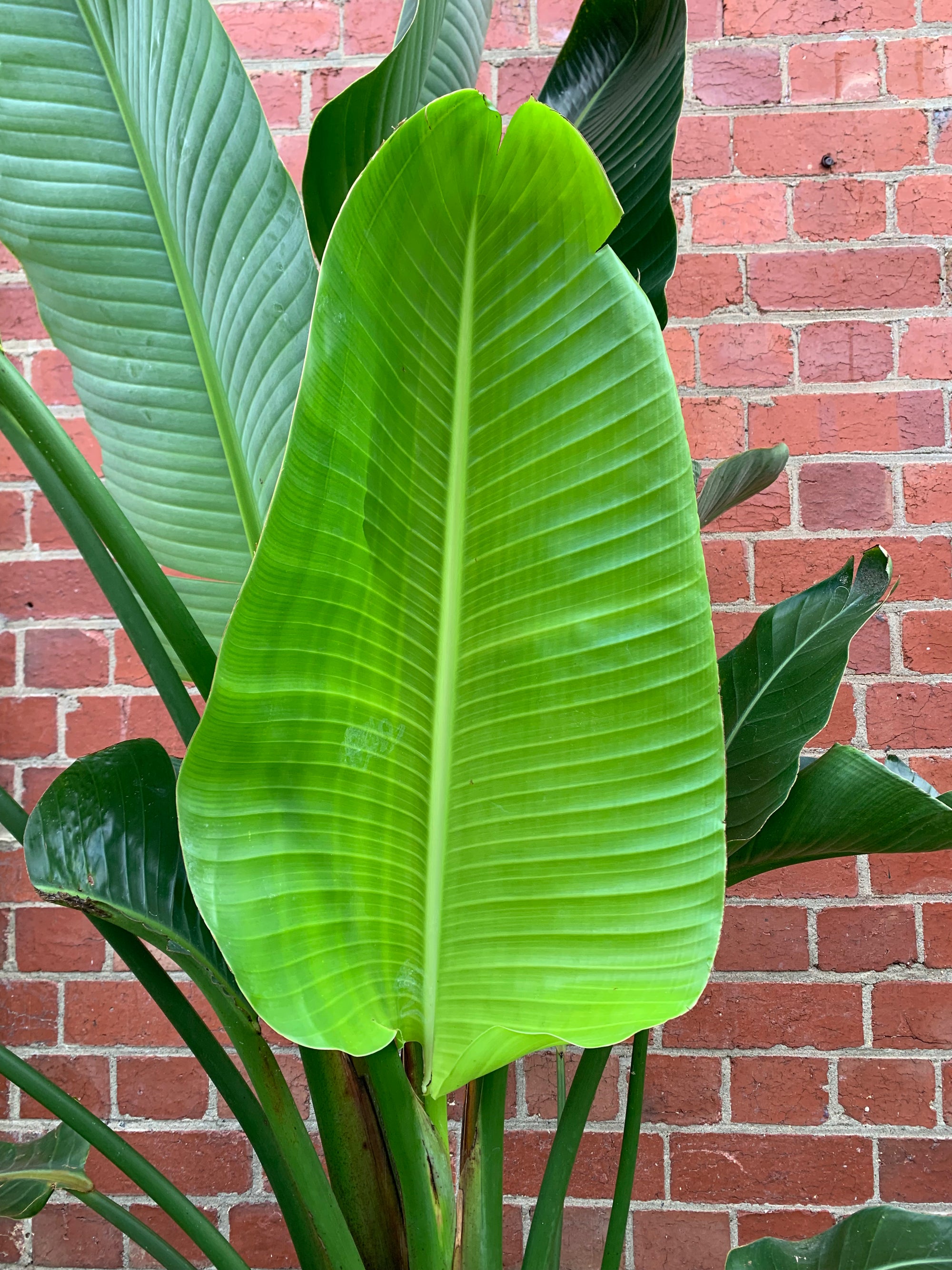 Bird of Paradise (Nicolai) - 30cm Pot