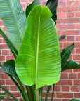 Bird of Paradise (Nicolai) - 30cm Pot