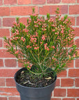 Chamelaucium Uncinatum - 18cm pot