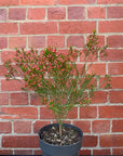 Chamelaucium Uncinatum - 18cm pot