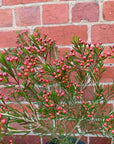 Chamelaucium Uncinatum - 18cm pot