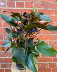 Anthurium - Burgundy - 15cm pot