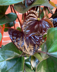 Anthurium - Burgundy - 15cm pot