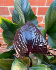 Anthurium - Burgundy - 15cm pot