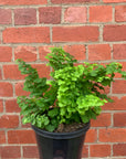 Maidenhair Fern - Adiantum monocolour Pacific - 18cm Pot
