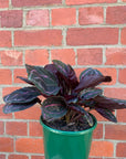 Calathea Dottie - 18cm pot