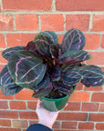 Calathea Dottie - 18cm pot