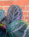 Calathea Dottie - 18cm pot