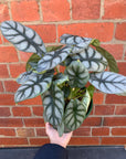 Alocasia Baginda Dragon Scale - 18cm Pot