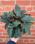 Calathea Crocata - 18cm pot